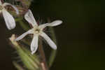 Common catchfly